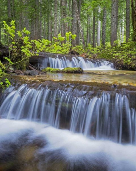 WA, Gifford Pinchot NF Waterfall and forest